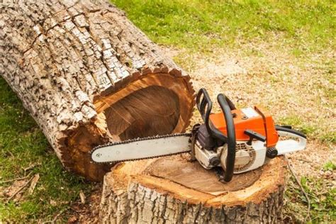 Trädfällning Gotland – Ett säkert och effektivt sätt att ta bort träd