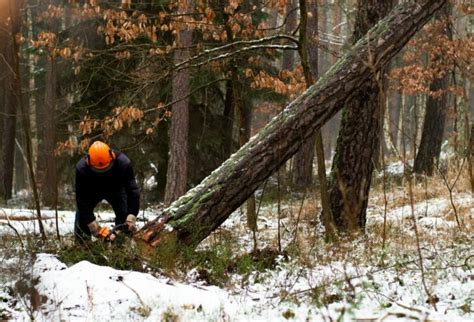 Trädfällning Skellefteå: En ultimat guide till allt du behöver veta