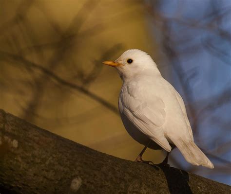 Trastfåglar: En guide för amatörfågelskådare