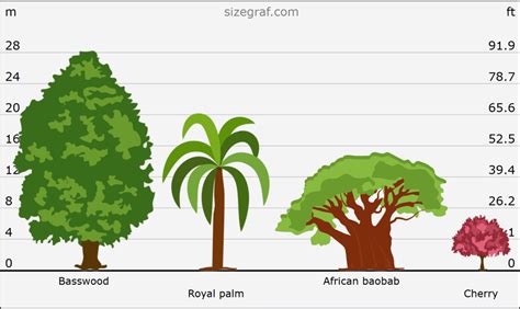 Tree Size Chart
