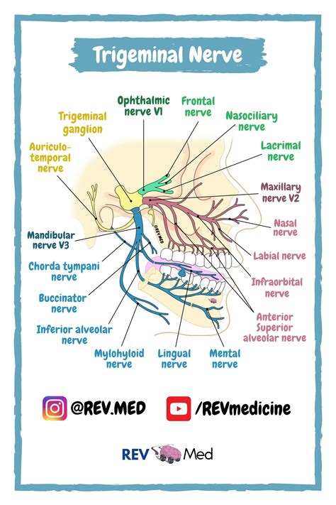 Trigeminal Nerve Branches Chart