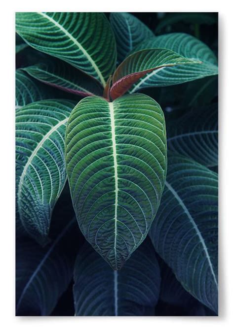 Tropisk Växt 4 Bokstäver: En Grönskande Guide