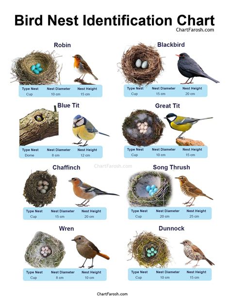 Types Of Bird Nests Chart