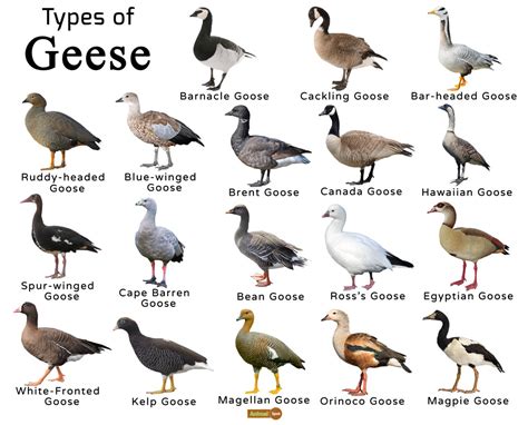 Types Of Geese Chart