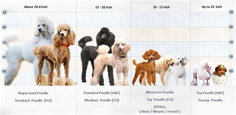 Types Of Poodles Chart