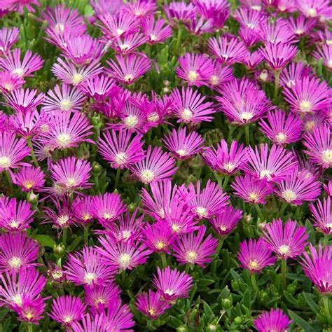 Unlock the Icy Potential: Thriving in the Ice Plant Business