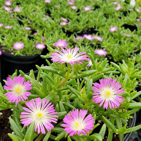 Unlock the Wonders of Ice Plant Supplier: A Comprehensive Guide