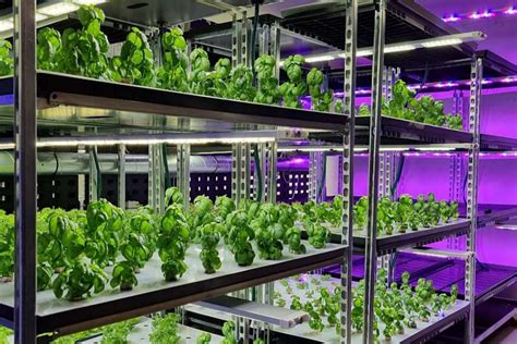Unlocking the Potential: Ice Plant Factory, the Future of Sustainable Agriculture