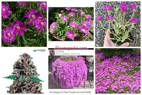 Unveiling the Ice Plant Cost: A Comprehensive Guide for Landscaping Enthusiasts