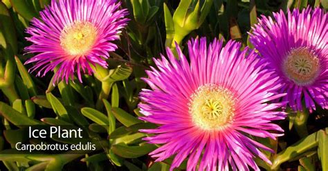 Unveiling the Lucrative World of Ice Plant Cultivation: A Comprehensive Guide to Starting and Scaling Your Business