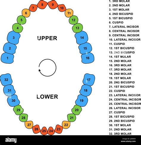 Upper And Lower Teeth Chart