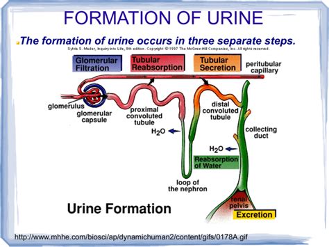 Urine Formation Flow Chart