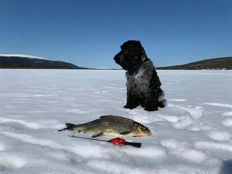 Välkommen till en värld av fantastiskt fiske i Älvdalen