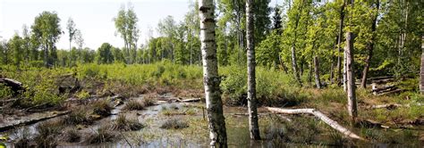 Våtmark Korsord: Ta din kunskap om våtmarker till nästa nivå