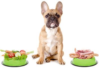 Vad kan hundar äta för människomat?