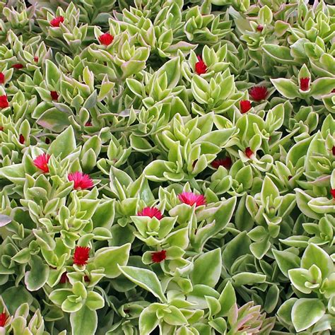 Variegated Ice Plant: A Remarkable Succulent with Unique Appeal
