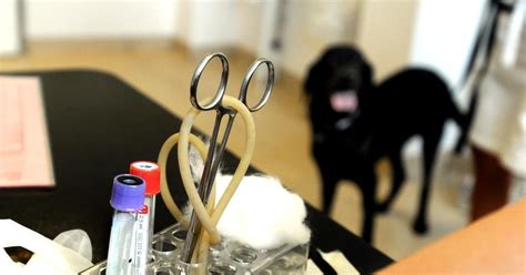 Veterinär Mariestad: En ovärderlig partner för ditt husdjurs välbefinnande