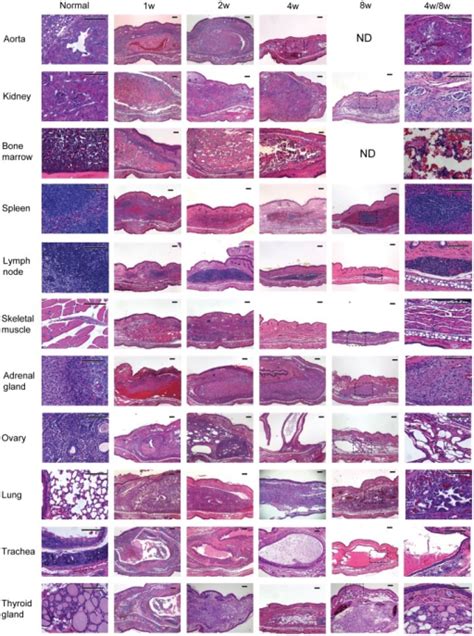 Veterinary Ear Cytology Chart