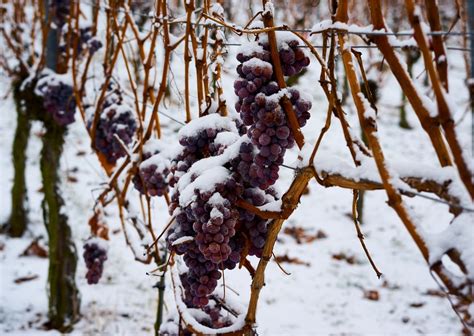 Vidal: A Sip of Sweetness from the Land of Frozen Grapes