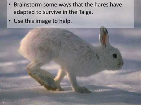 Vinterhare: A Snowshoe Hare with Many Adaptations