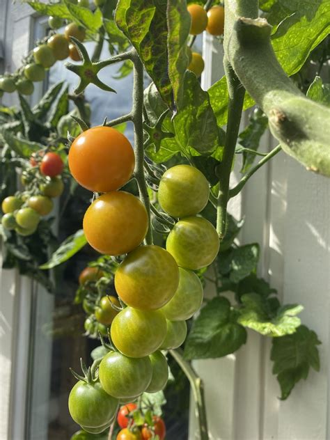 Vintertomater frö: Odla läckra tomater året runt