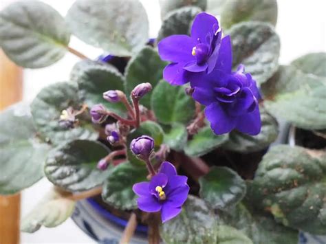 Violets: The Flower That Makes You Bloom