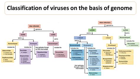 Virus Classification Chart