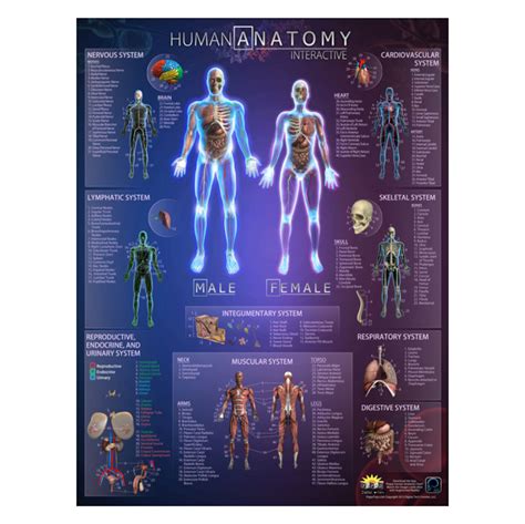 Wall Chart Human Anatomy