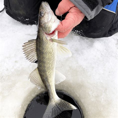 Walleye Ice Fishing Jigs: The Ultimate Guide to Catching More Fish