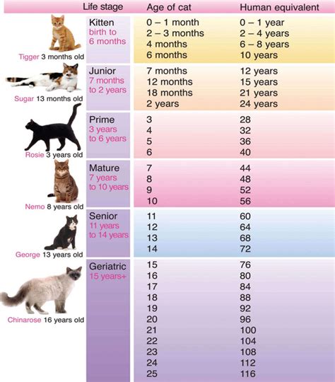 Warrior Cats Age Chart