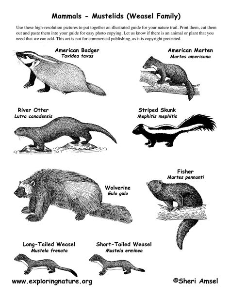 Weasel Family Chart