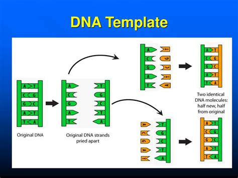 What Is Dna Template