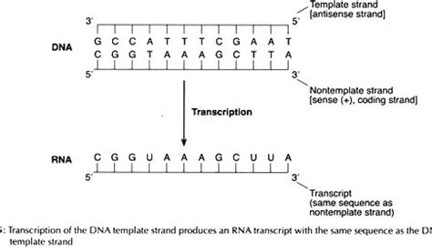 When An Rna Strand Forms Using Dna As A Template