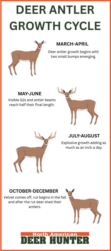 Whitetail Antler Growth Chart