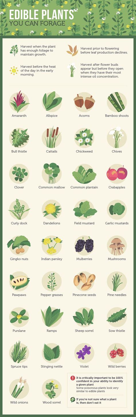 Wild Edible Plants Chart