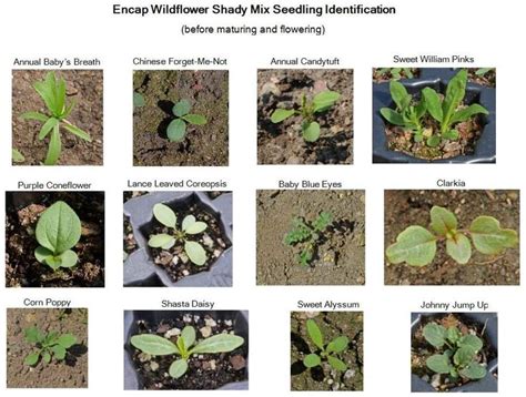 Wildflower Seedling Identification Chart