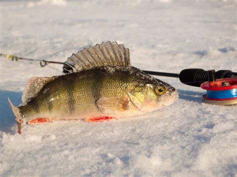 Winters Frigid Embrace: Unlocking the Secrets of Perch Ice Fishing
