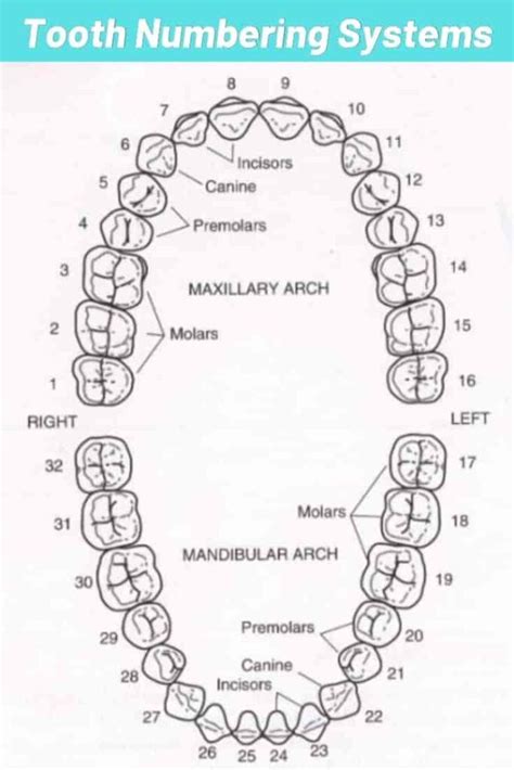 Wisdom Teeth Numbers Chart