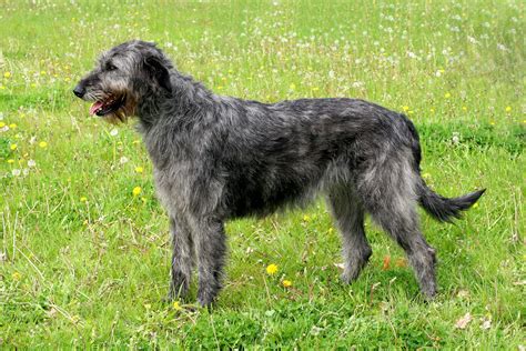 Wolfhound Pictures