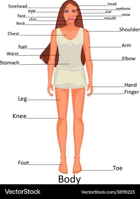 Women's Body Part Chart