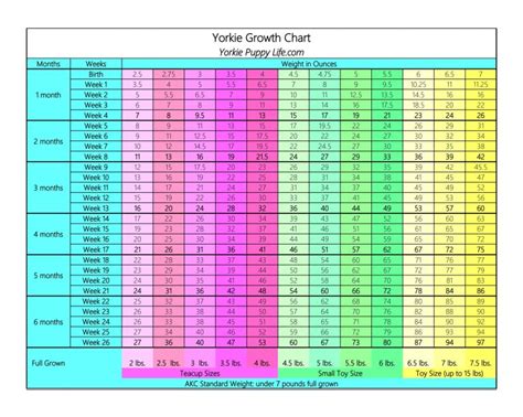 Yorkie Puppy Growth Weight Chart