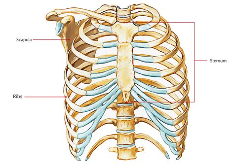 a diagram of breastbone 