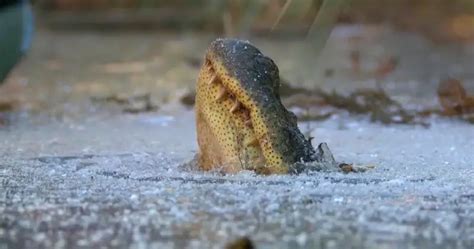 alligator hibernation ice