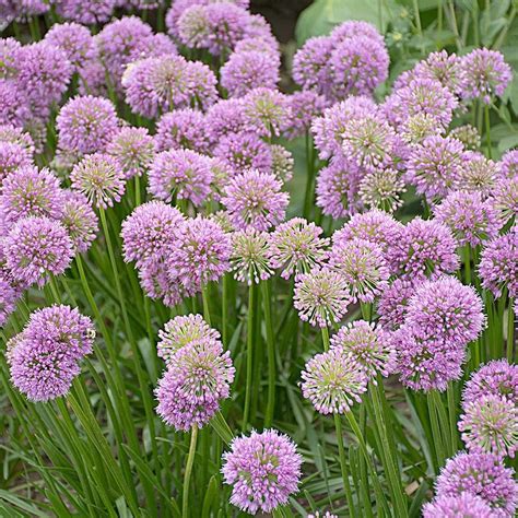 allium millenium