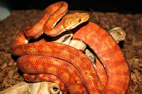 amazon tree boa size, Amazon tree boa: care, breeding & temperament. Boa breeding temperament snake