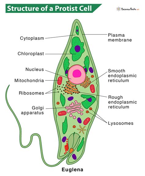 animal and protist diagram 