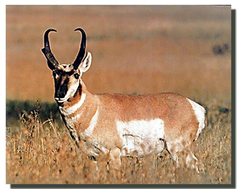 antelope