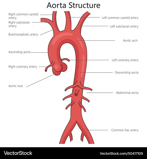 aorta diagram 