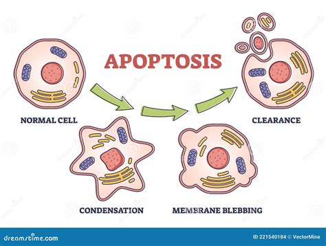 apoptosis diagram 