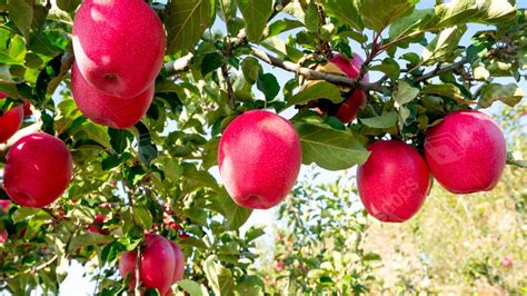 apple tree background slides, Best apple drawing powerpoint background for presentation